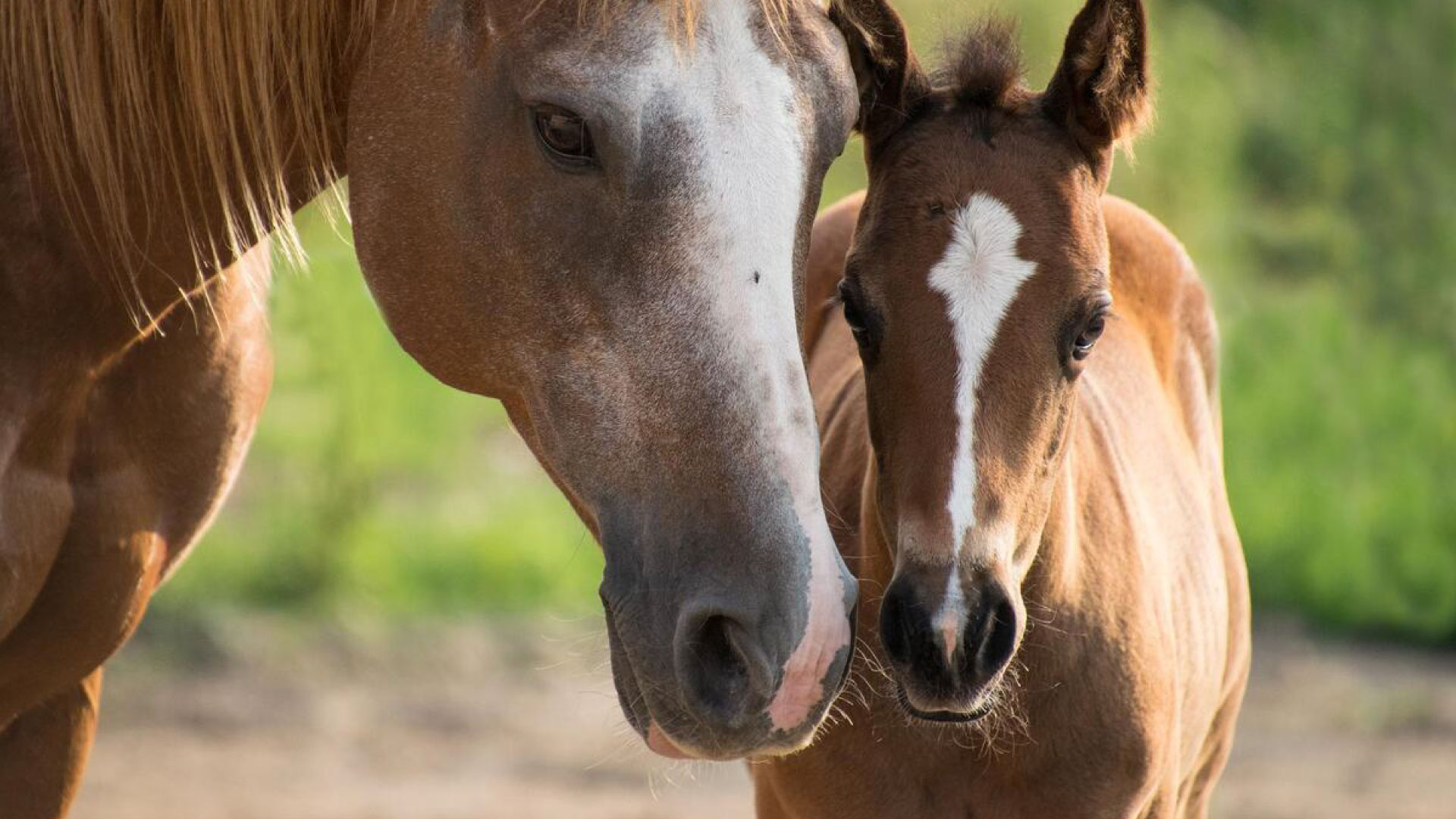 Faccia di due cavalli nei maneggi di Roma, per un'esperienza di equitazione unica e indimenticabile con Roman Limousine Service.